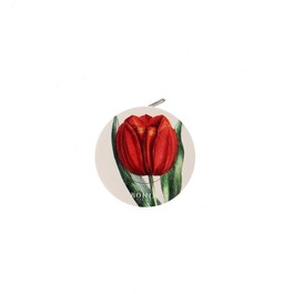 98982-Tulipe_1